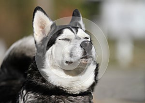 Husky Dog sniffing the air