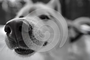 Husky dog snout. black and white husky image. dog`s face close-up