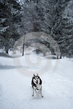 Husky dog in the snow having fun