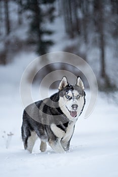Husky dog in the snow having fun
