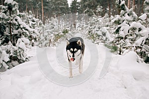 Husky dog in snowy winter forest