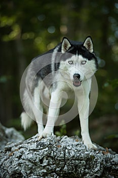 Husky dog standing in a forest