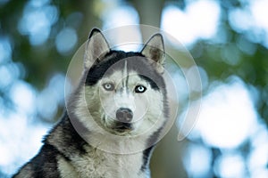 Husky dog standing in a forest