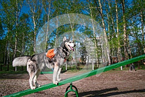 Husky dog stands on Teeter Totter swing, challenging and very funny equipment for dogs. Training dog park equipment. Teeterboard.