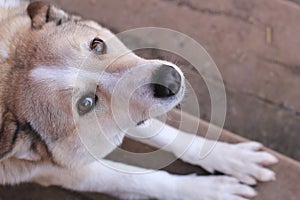 Husky dog stratching. Outdore photo. Cite pet with smart eyes