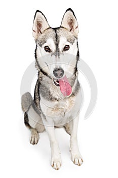 Husky Dog Tongue Hanging Out