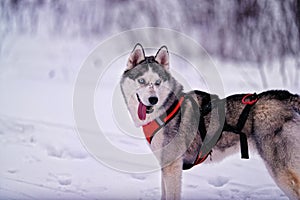 Husky dog, with tongue in winter