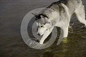 Husky dog tries to water