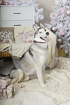 Husky dog waiting for a gift from Santa Claus