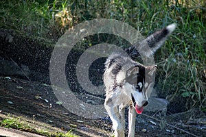Husky dog with water droplets on ground