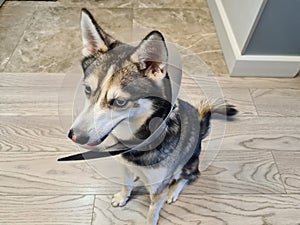 Husky dog wearing cone collar after spaying surgery