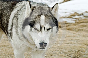 Husky dog in wilderness