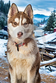 Brown Siberian Husky Puppy Dog Standing