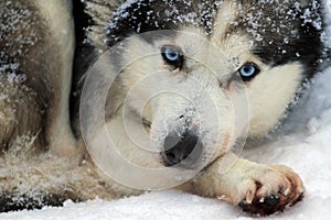 Husky dog, Rovaniemi photo