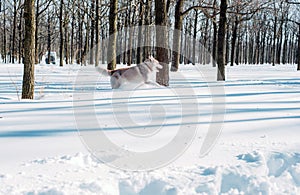 husky dog in the wood in winter