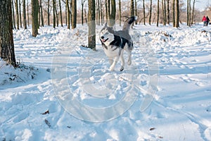 Husky dog in the wood in winter
