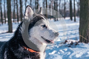 Husky dog in the wood in winter