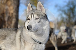 Husky dog in the woods