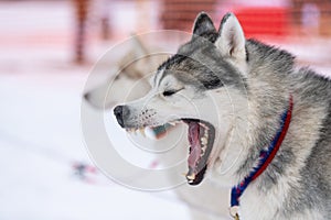 Husky dog yawns, funny portrait. Boring dog before sled dog race. Waiting for competition start