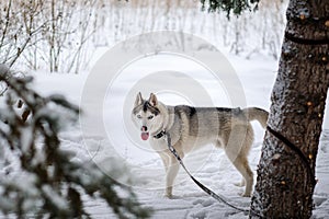 Husky dog â€‹â€‹is tied by a leash to a tree trunk