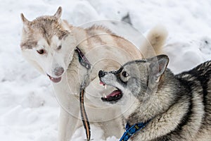 Husky dogs bark, bite and play in snow. Funny sled dogs winter play. Aggressive siberian husky grin