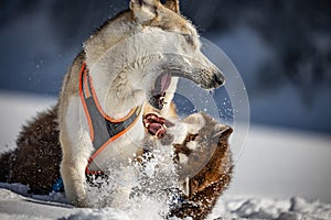 Husky dogs fighting and playing in the snow