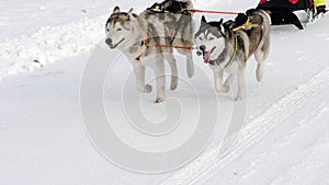 Husky dogs in harness with people in sledge