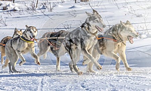 Husky dogs are pulling sledge at sunny winter forest in Kamchatka