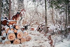 Husky dogs stands on logs in winter forest. Siberian husky is black and white and brown colors.