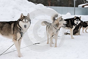 Husky dogs on tie out cable, waiting for sled dog race, winter background. Some adult pets before sport competition