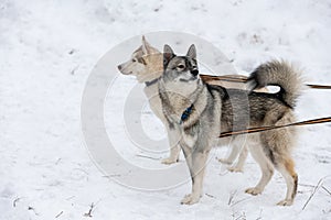 Husky dogs on tie out cable, waiting for sled dog race, winter background. Some adult pets before sport competition