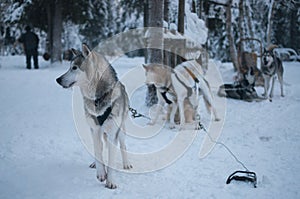 Husky dogs waiting to run in the snow