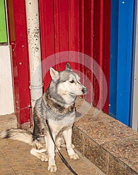 Husky domestic dog on a leash waiting for the owner on the street