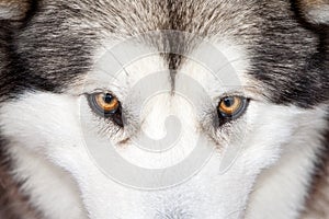 Husky eyes