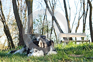 Husky in Garden lying in grass