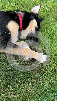 Husky German Shepherd puppy sideways digging in the grass while lying on side. Portrait vertical orientation video.