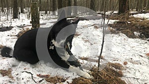 A husky is gnawing on a stick in the winter forest.