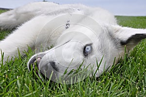 Husky in the grass
