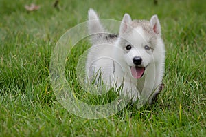 Husky on grass
