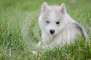 Husky on grass