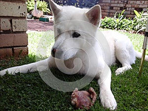 Husky in guard mode guarding his pig-ear