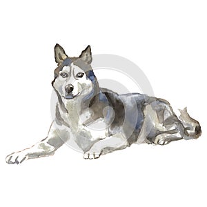 Husky - hand-painted watercolor dog