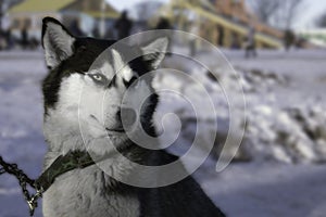 Husky with heterochromia