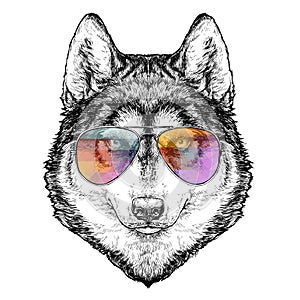 Husky Hipster hand drawn fashion Illustration with aviator sunglasses. Vector illustration