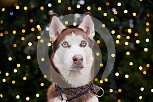 Husky holiday lights in evening. shot animal