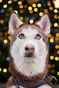 Husky holiday lights in evening. shot animal