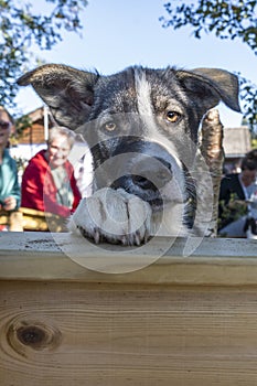 A husky at Husky Camp - Tromso Norway