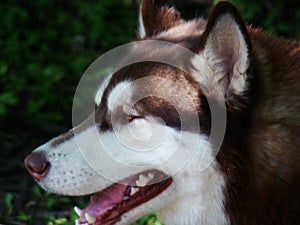 Husky, Husky`s head. A photo. soft focus