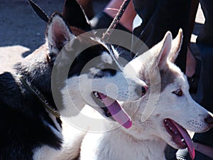 Husky, Husky`s head. A photo. soft focus