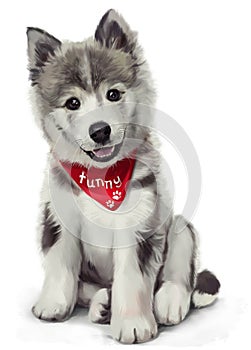 Husky illustration